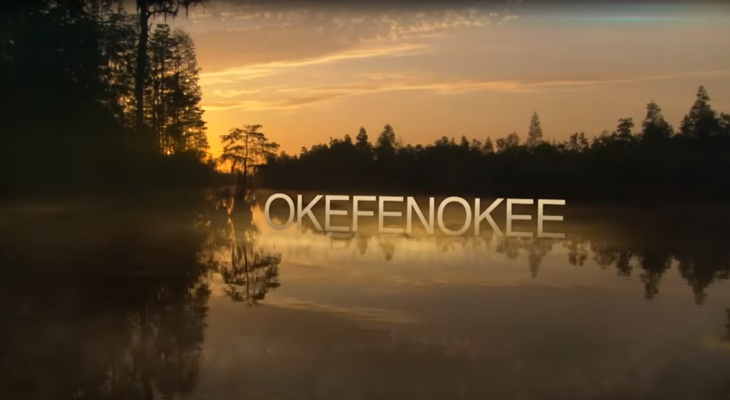 Okefenokee Swamp wildlife and nature