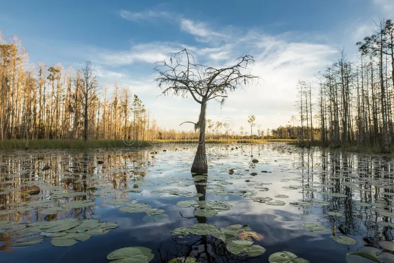 Okefenokee Swamp waterway