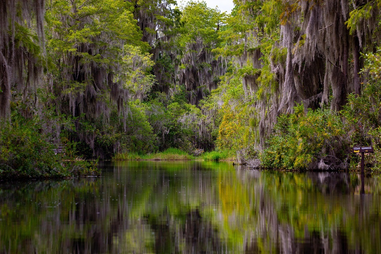 Okefenokee Swamp natural beauty