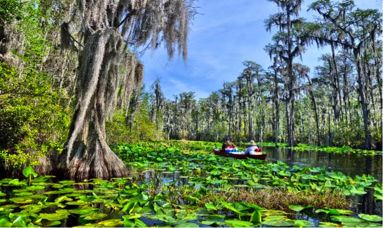 Okefenokee Swamp ecosystem